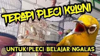 Terapi Pleci Untuk Belajar Ngalas