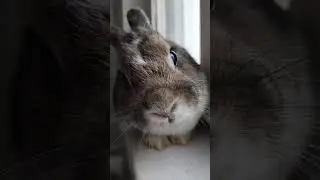 Декоративный кролик #декоративныйкролик #домашниеживотные#funny #pets #животные #музыка #shortsvideo