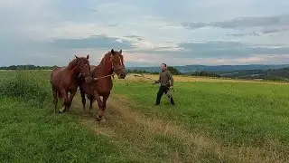 📢Коні на продаж👍Лиса і Мая🌺🌺🌺