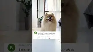 Сколько вкусняшек за день может съесть Бася?