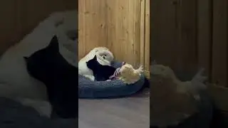 Янис спит уткнувшись в Феню😆😎