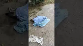 Убитые собаки в Волгограде