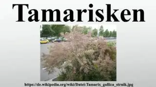 Tamarisken