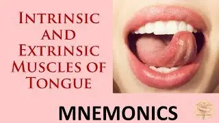 Muscles of the Tongue - With Mnemonics