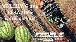 PACCIAMATRICE+TRAPIANTATRICE DI PIANTE di ANGURIA THOMAX+MAX FEDELE  TRANSPLANTER OF WATERMELONS
