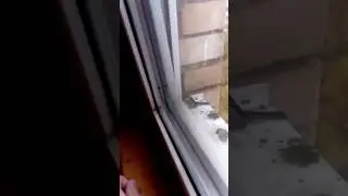 Не смотри , залипнешь НА 10 МИНУТ ( Животные , девушки , алкоголь )