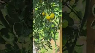 Обрезаем листья томатов и помидоры 🍅 быстрее краснеют.