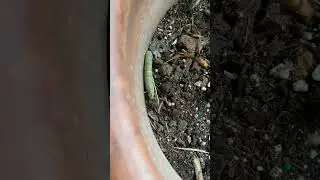 Caterpillar moving. #caterpillar