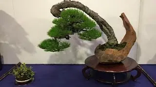 The 90th Kokufu-ten Bonsai show larger trees part 1