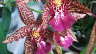 Orchid BEALLARA MARFITCH 
