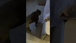 Сельдерей 😅