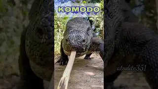 komodo #viral #shortsvideo #trending #animals  #trendingvideo #lagutimor #kizomba #hunter