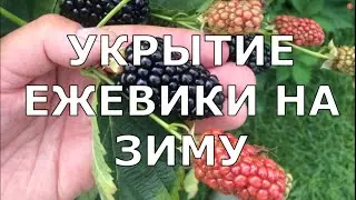 Укрытие ежевики на зиму в Московской области