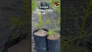 Саженцы кедр корейский 3х летка Seedlandia.ru - сажецы и семена декоративных растений