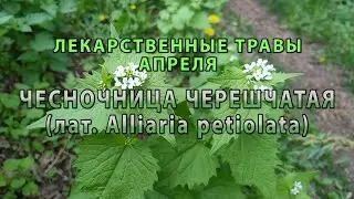 Лекарственные растения апреля "Чесночница черешчатая"