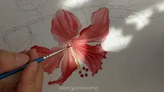 watercolor Hibiscus rosa-sinensis