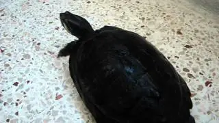 my pet turtles part 2