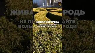 Не переплачивайте за живую изгородь! Посадите эти растения! 