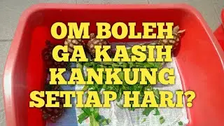 OmDapit : BOLEH GA OM KASI KANKUNG TIAP HARI?
