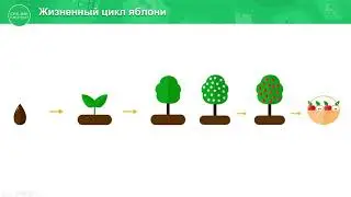 4 класс. Естествознание. 6 урок. Жизненный цикл растений