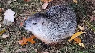 Friendly little woodchuck, came right to me. Friendly groundhog