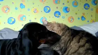 Как кошка с собакой.