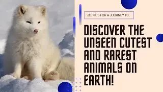 Discover the Unseen Cutest and Rarest Animals!