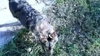 Собаки