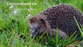 Европейский еж