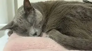 When cat dreams about eating...