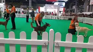 Scout GCDS Bronze Award Crufts 2022