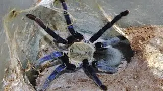 Blue spider tarantula. Breeding attempt Cyriopagopus lividus (Haplopelma lividum).