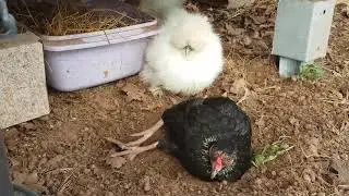 cohabitation between Araucana, Silkie and Peking Bantam chickens