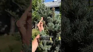 В саду Марии Никоновой журчит мой ручей, как элемент большого водного комплекса