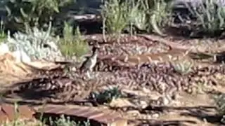 Roadrunner New Mexico ...