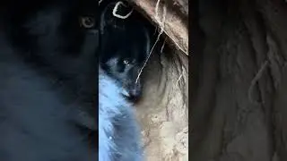 Логово Гул’дана 🐺🌱