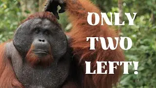 Meet the RAREST Primate on EARTH, the Tapanuli Orangutan!