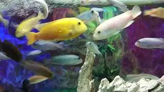 аквариум с южными речными рыбками