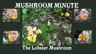 Strange, Delicious, and not a Zombie!