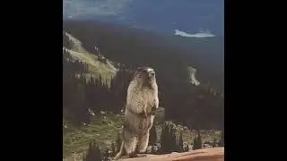 Угарный прикол. Смешное видео😂. Сурок орёт!