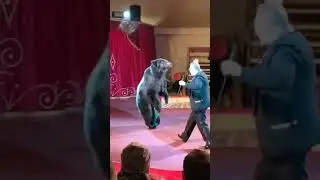 #Медведь
