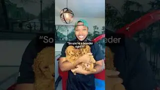 It’s always the sob story! #puppy #dogbreeder #toypoodle #shorts #viral