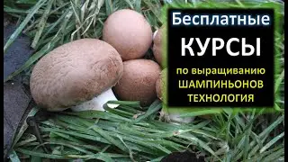 🌿КУРСЫ ПО ВЫРАЩИВАНИЮ ШАМПИНЬОНОВ. Грибы! Технология выращивания. #DENLife