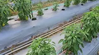 ớt sừng vàng châu phi 54 ngày
