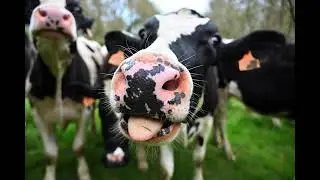 SMALL CATTLE HERD SOUND EFFECT Rohit Das