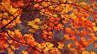 5 Fall Fragrances For Men (2024)