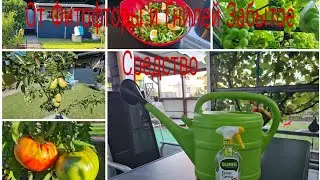 Vlog 🇩🇪 Наша дача в Германии 🏕 ФИТОФТОРА на Томатах/Как Спасти Томаты 🍅/Бургундская Смесь