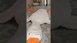 гусь-обнимусь отдыхает🤣 