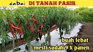 KONDISI TANAMAN CABAI DI TANAH PASIR || BUAH LEBAT 9 X PANEN