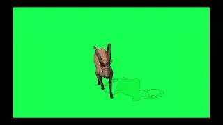deer green screen video